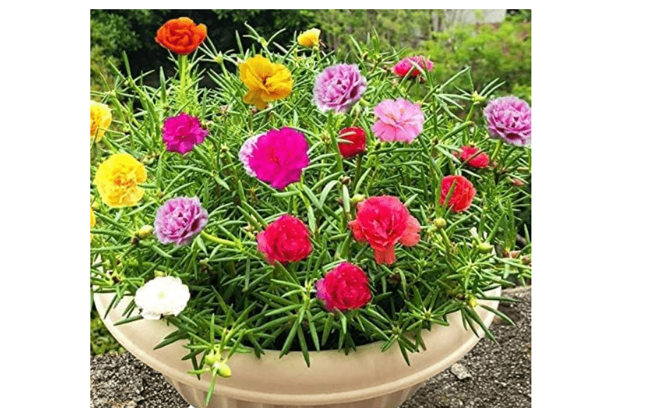 Moss Rose Seeds for Planting - ‘Portulaca Grandiflora’ Flowers for Bonsai Garden Balcony Planting