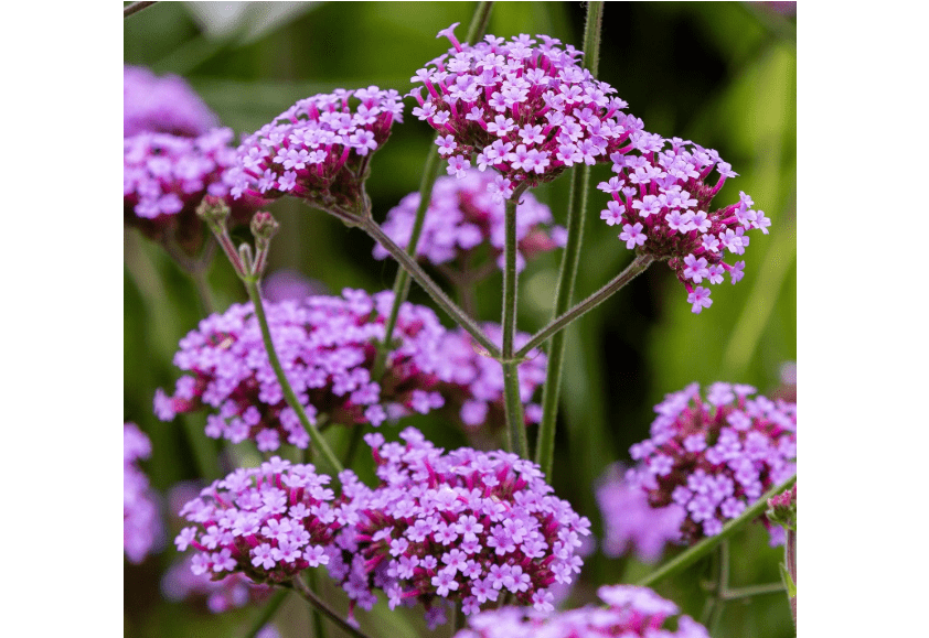 
Outsidepride Purpletop Verbena Seeds for Planting - 5000 Pcs. Annual, Drought Tolerant & Easy to Grow, Ground Cover with Fragrant & Vibrant Blooms
