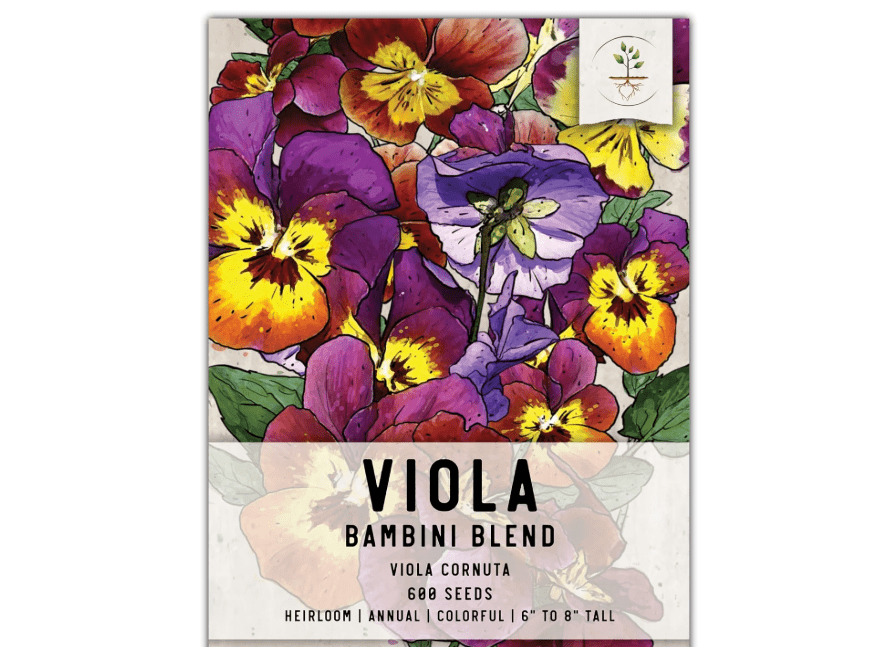 
Seed Needs Viola Seeds for Planting Bambini Violas - Heirloom & Open Pollinated Annual Flowers to Plant and Grow an Outdoor Wildflower Butterfly