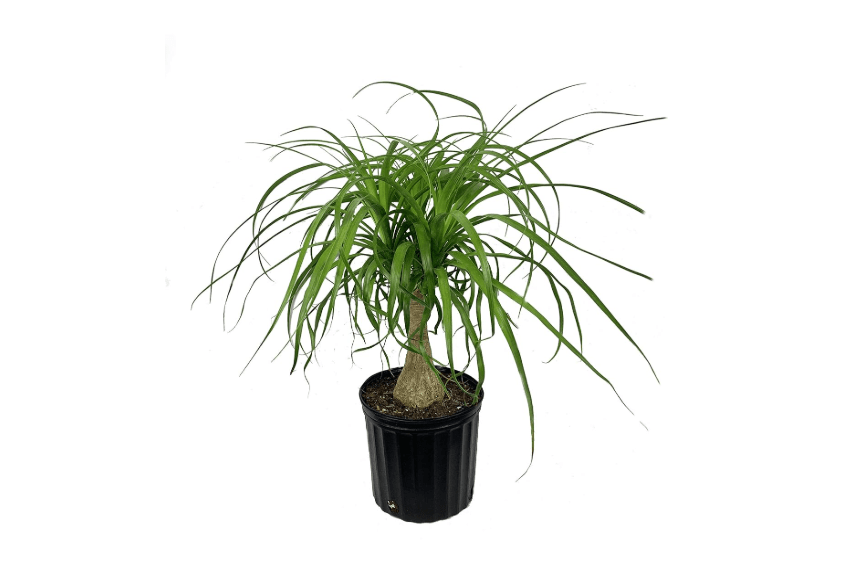 
Ponytail Palm - Live Plant in an 8 Inch Pot - Beaucarnea Recurvata - Beautiful Clean Air Indoor Succulent Houseplant