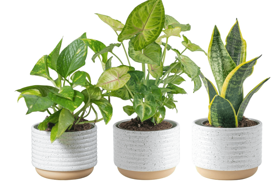 
Costa Farms Live Plants (3 Pack), Easy to Grow Real Indoor Houseplants, Air Purifying Plants, Grower's Choice in Home Décor Indoors Plant Pots,