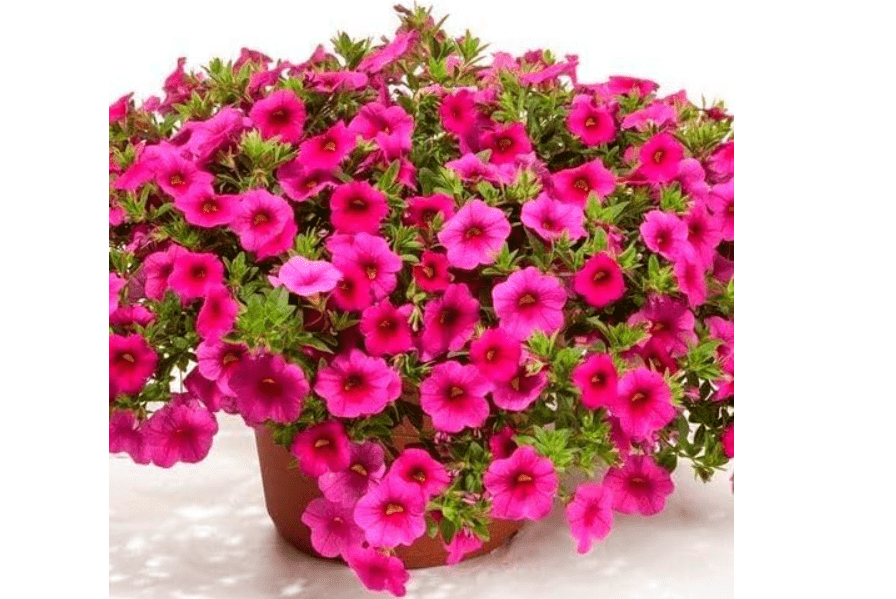 100pcs Calibrachoa Flower Seeds for Planting, Pink Blooming Trailing Petunia Seeds for Hanging Baskets, Containers, and Garden Landscaping