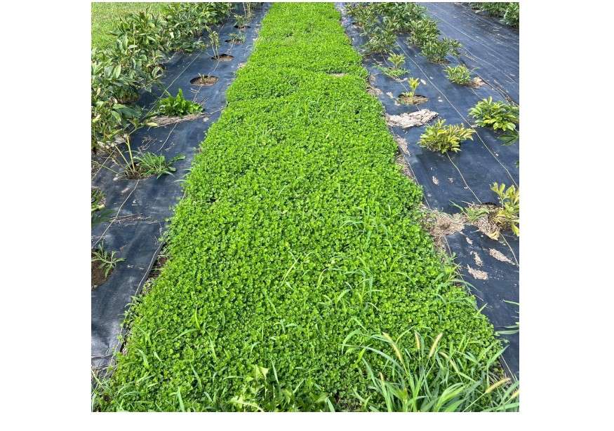  Micro Clover Seed for Lawn - 1 Lb - ~400,000 Microclover Seeds for Planting - Drought-Tolerant Mini Grass Alternative by Mountain Valley Seed Company