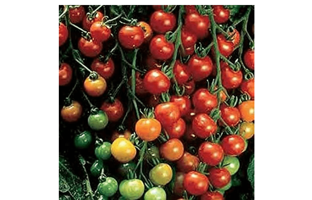 
Super Sweet 100 Tomato Seeds
