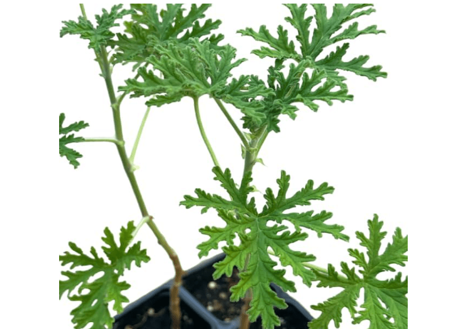 
Organic Rose-Scented Geranium - Attar of Roses Geranium (Pelargonium capitatum) Live Plant in 2.5 inch Pot - Strongly Scented Herb for Potpourri and Crafts