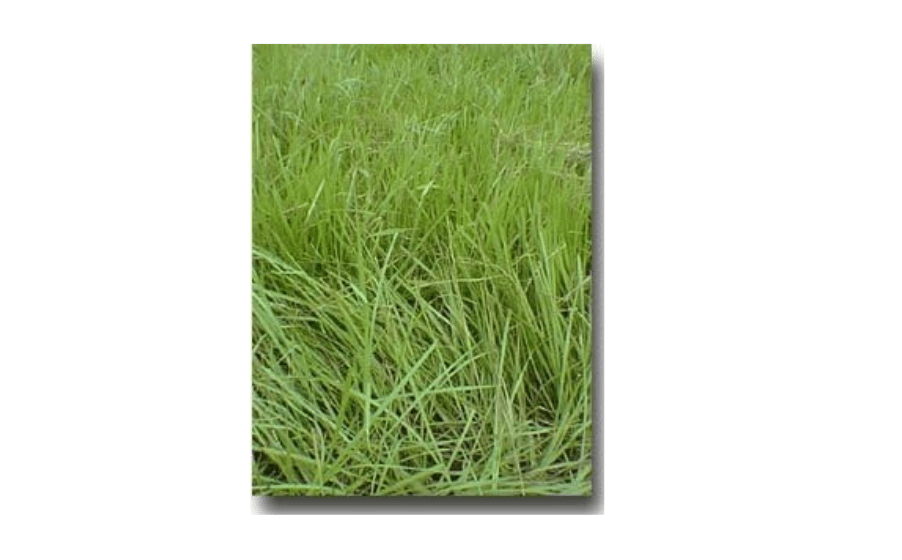
SeedRanch Pensacola Bahia Grass Seed
