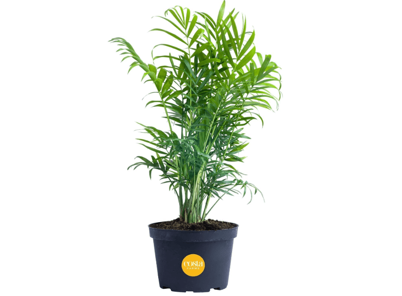 
Costa Farms Neanthebella Palm Parlor Palm Live Indoor Plant 12-Inches Tall, Ships in Grower's Pot