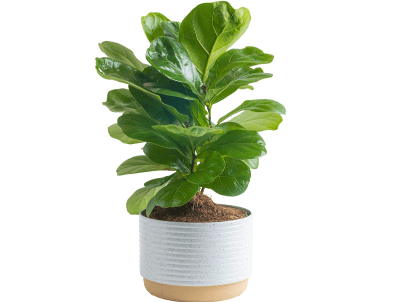 
Costa Farms Little Fiddle Leaf Fig, Live Indoor Ficus Lyrata Plant in Indoors Garden Plant Pot, Houseplant in Potting Soil, Housewarming, Birthday Gift,