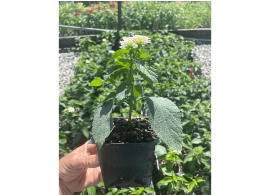 Bandana White Lantana Camara Flowers- Live Plants in 3.5" Pots