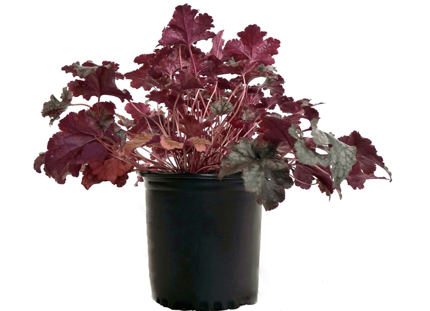 
Heuchera 'Plum Pudding' (Coral Bells) Perennial, purple & silver foliage, 1 - Size Container