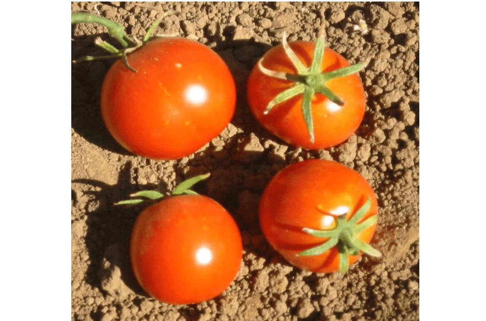 
Tomato Garden Seeds - Glacier - 100 Seeds - Non-GMO, Heirloom, Vegetable Gardening See