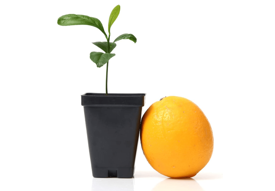 
Meyer Lemon Tree Starter Plant. Citrus x meyeri