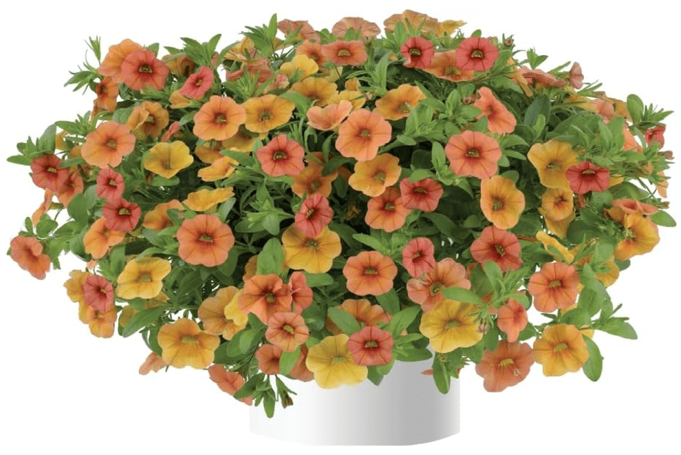 Calibrachoa, 4 Mixed Plants