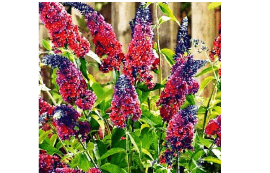 
Mixed Butterfly Bush Buddleia Butterfly Plant Live, 4-9" Tall Well-Rooted for Outdoor Gardens, Perennial Shrub, No Pot