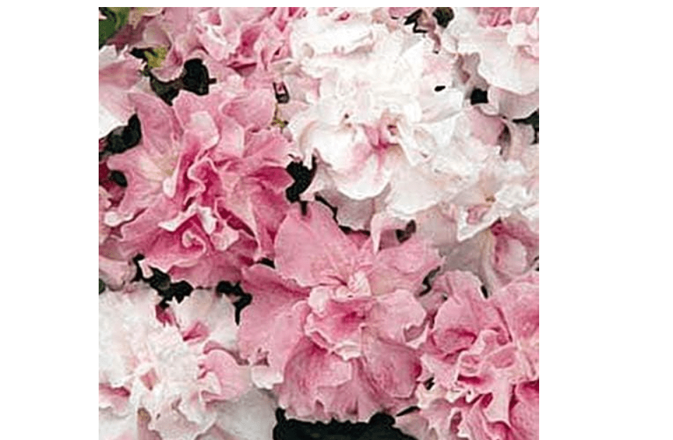  Petunia Double Cascade Orchid Mist Annual Seeds