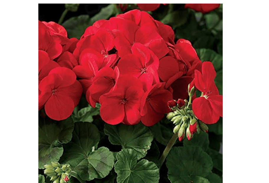  Park Seed Geranium Flowering Plant Seeds, Maverick Scarlet Variety with Large Dark Red-Orange Blooms, Heat and Humidity Tolerant Annual, Pack