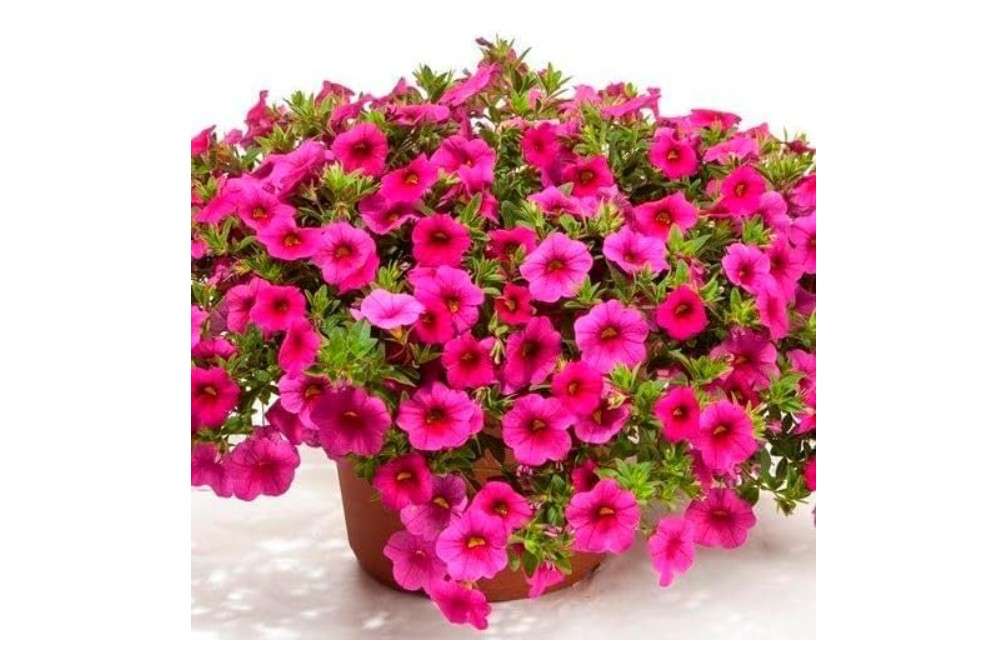  100pcs Calibrachoa Flower Seeds for Planting, Pink Blooming Trailing Petunia Seeds for Hanging Baskets, Containers, and Garden Landscaping