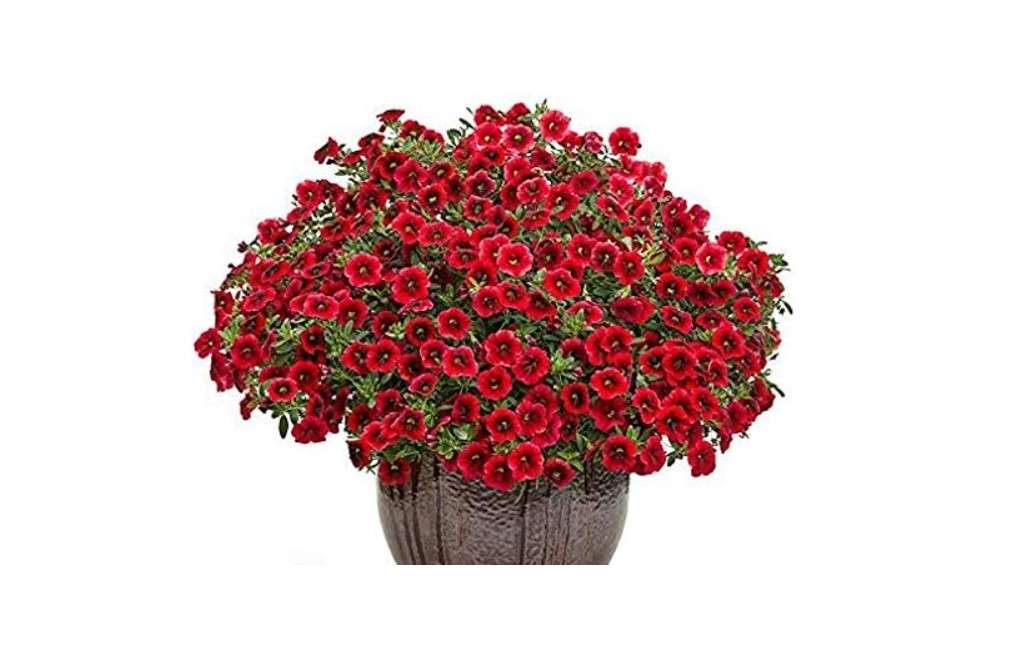  New Fresh 100pcs Red Calibrachoa Flower Seeds Generic