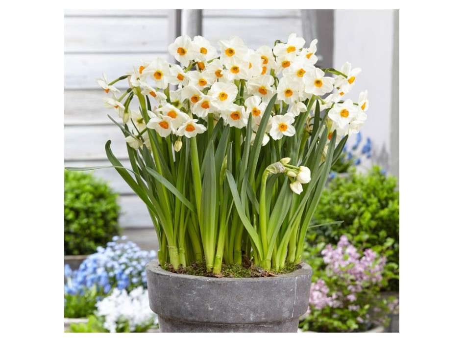 Garden State Bulb Narcissus Tazetta Geranium Daffodil Flower Bulbs, 16/18cm, Fall Planting