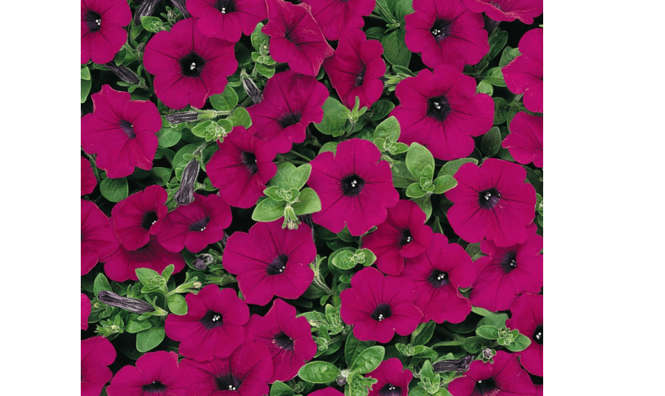 
Petunia - Wave Series Flower Garden Seed - 100 Pelleted Seeds - Purple Blossom - Annual Flowers - Wave Petunia Seeds - Spreading Petunias