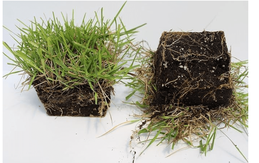  Samson Botanicals | Innovation Zoysia Sod Grass Plug | 18 Pack | 3"x3" | Shade Tolerant & Cold