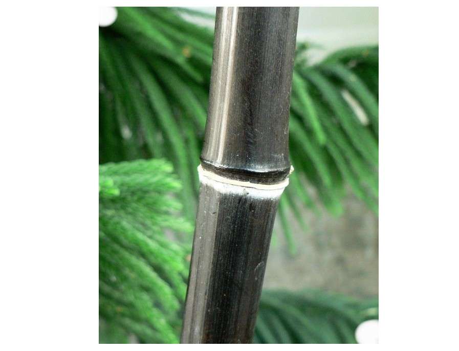  Black Bamboo - Giant Timber Plant - Phyllostachys Nigra