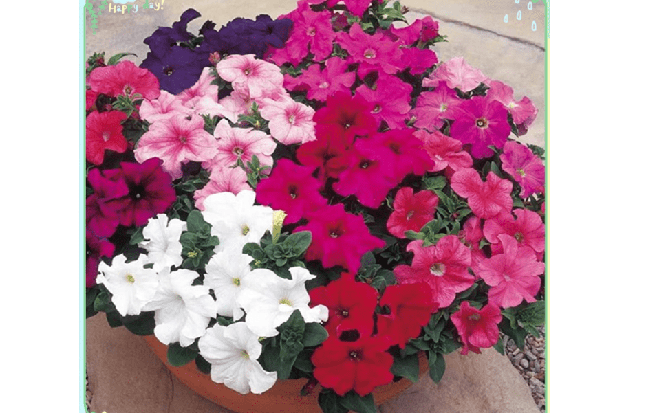 Rare Flower Plant Seeds 2000+ Petunia Seeds - Super Hybrid Mix