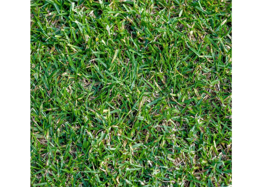 
Everwilde Farms - 1/4 Lb Buffalo Grass Native Grass Seeds - Gold Vault