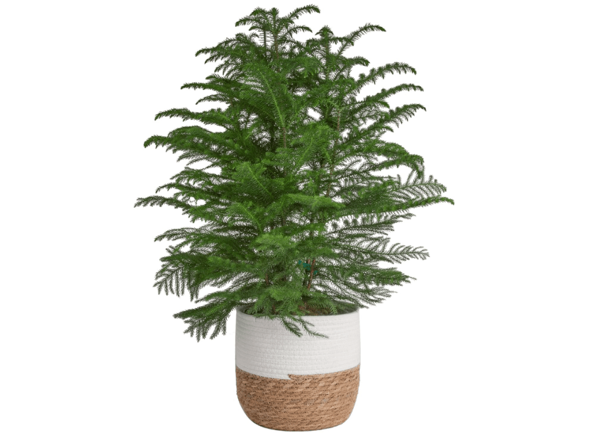 
Costa Farms Live Christmas Tree, Large Norfolk Island Pine in Premium Indoor Décor Plant Pot, Houseplant Christmas Decoration, Christmas Gift or Room Decor,