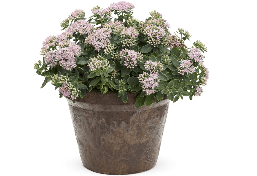 Rock 'N Grow Pure Joy Stonecrop (Sedum) Live Plant, Pink Flowers, 0.65 Gallon