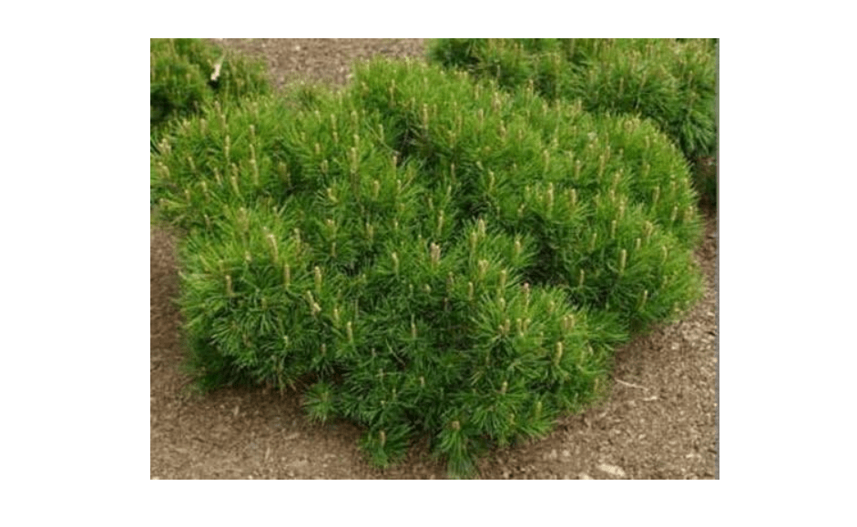 
Pinus Mugo-Pumilio (Dwarf Mugo Pine) (6 Pack of 5 pots)