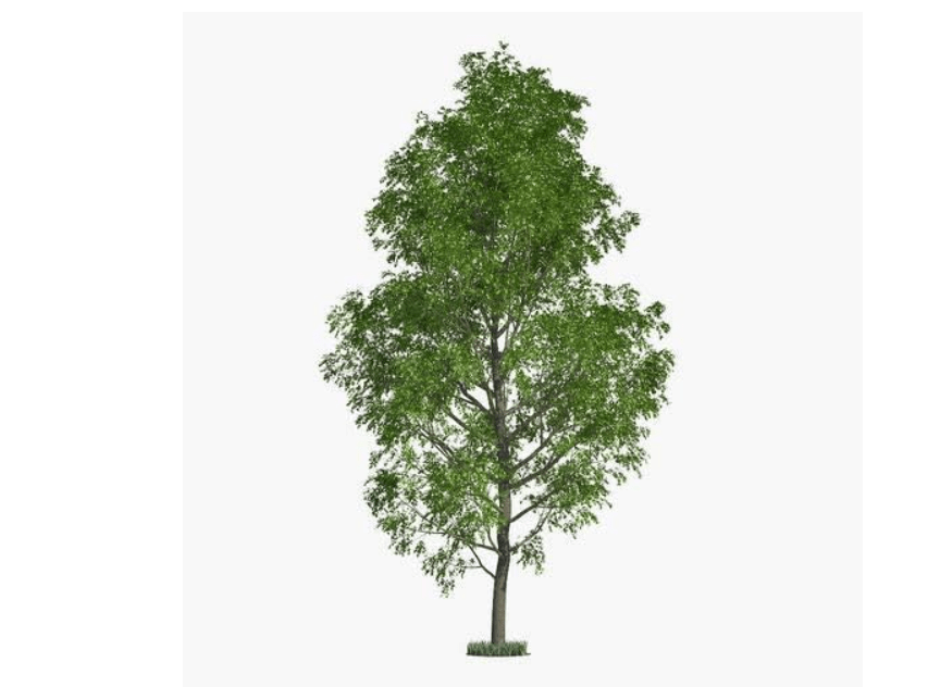  10 Fast Growing Trees - 10 Hybrid Poplar Tree Cuttings - Fast Growing Shade or Privacy Trees - Very Attractive and Good for The Enviornmen
