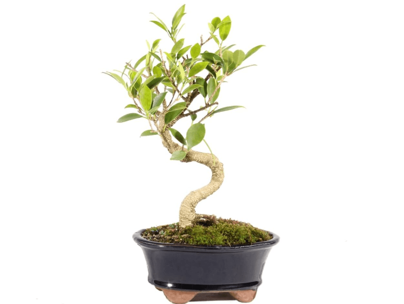 
Brussel's Bonsai Live Golden Gate Ficus Indoor Bonsai Tree - Small, 4 Years, 5 to 8 In - Live Bonsai Tree in Ceramic Bonsai Pot