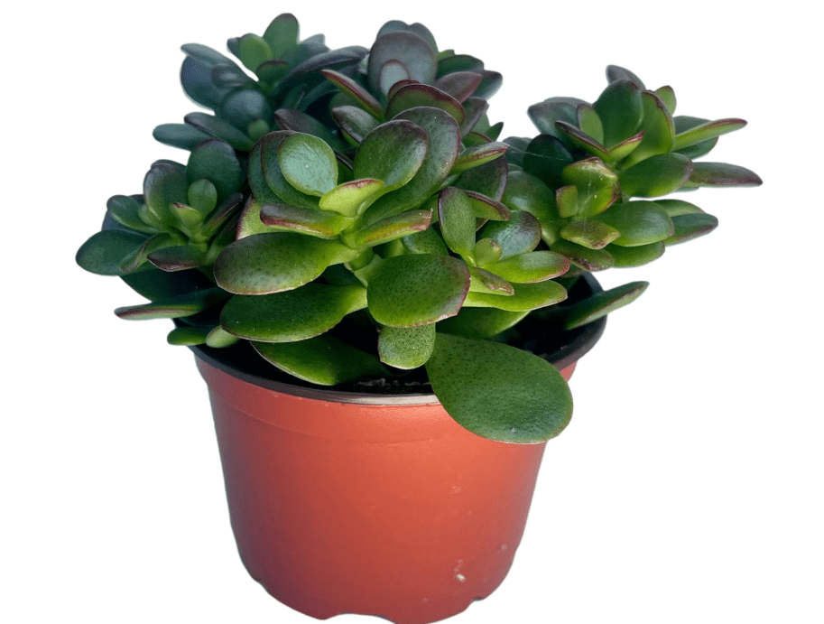 
Jade Plant - Crassula - Easy to Grow - Hard to Kill - Cactus - 4" Pot- Living Succulant, Succulents Plant Live, Succulent Plants Fully Rooted
