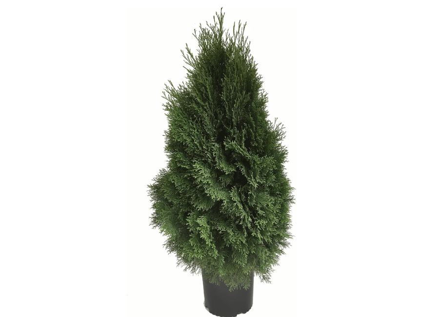 
Emerald Green Arborvitae (Thuja Occidentalis 'Smaragd') - 3 Gallon Pot, Dense Evergreen Privacy Hedge, Ideal for Landscaping, Cold-Hardy