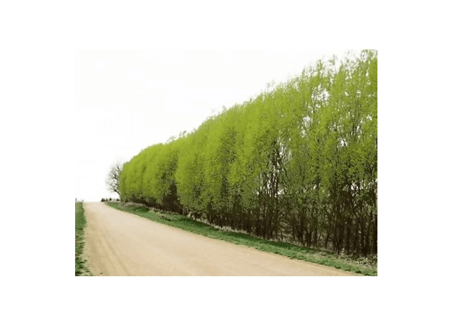  Austree Hybrid Willow Tree Plants for Growing | Fast Privacy Hedge Row, Wind Block, Shade | Fast Growing - 6-10 Feet Per Year, Fast Growing Trees