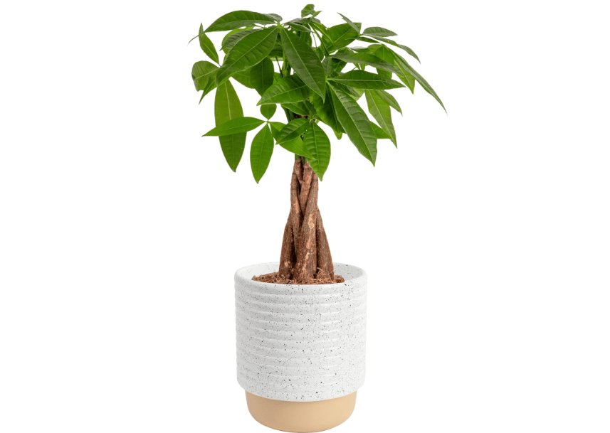 
Costa Farms Money Tree Live Plant | 12-16 Inches Tall Bonsai | Easy to Grow Indoor Houseplant in Plant Pot | Home, Office, or Room Decor | Birthday,