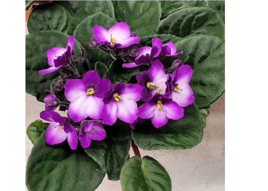 
African Violet Plant, Violet Flowers Purple Petals White Centers, Live Saintpaulia Houseplants, 4 Inch Pot Flowering Plants