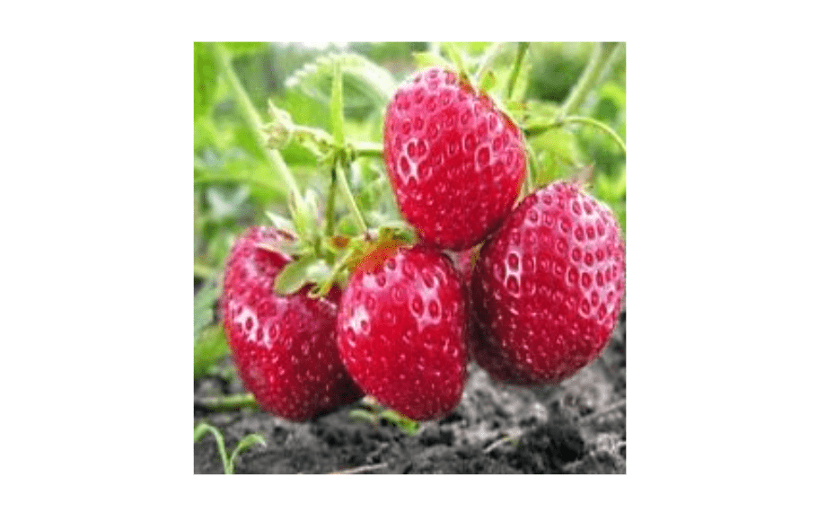 
Strawberry Island-20 Chandler Strawberry Plants (Pack of 20 Roots