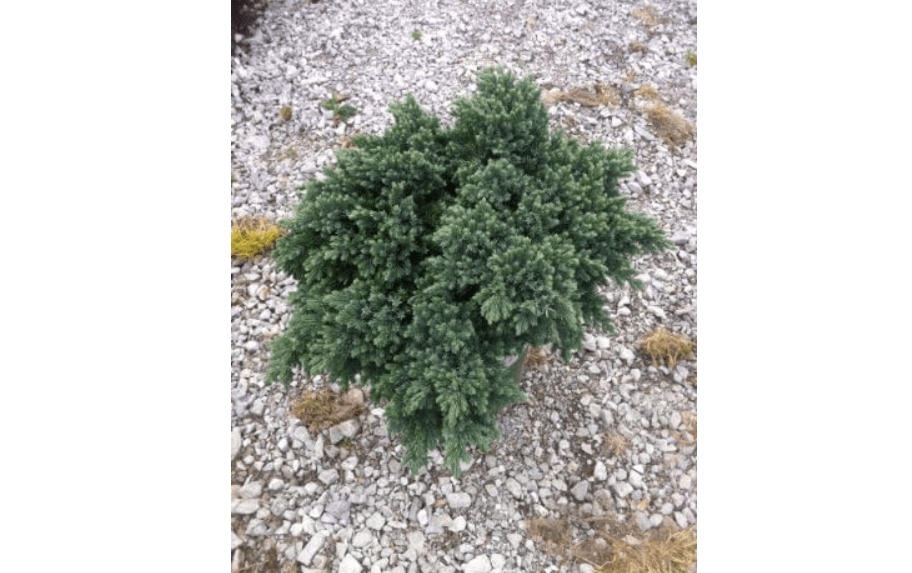 
Blue Star Juniper (Juniperus Squamata 'Blue Sta