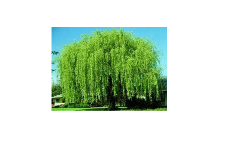  4 Bright Green Weeping Willow Cuttings, Grow 4 Trees - Wisconsin Weeping Willow Root Stock -