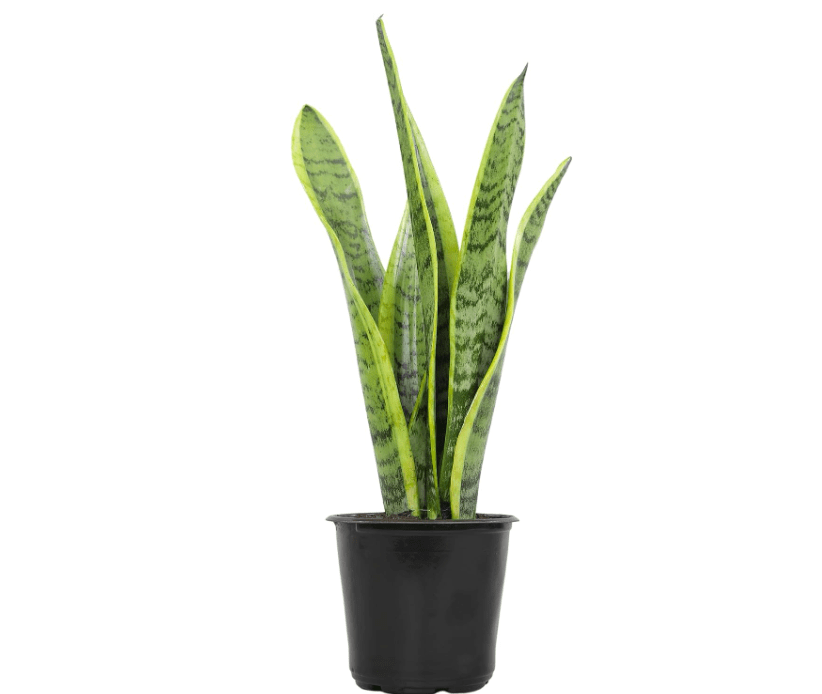 
Live Snake Plant, Sansevieria trifasciata Laurentii, Fully Rooted Indoor House Plant in Pot, Mother in Law Tongue Sansevieria Plant, Potted Succulent Plants.