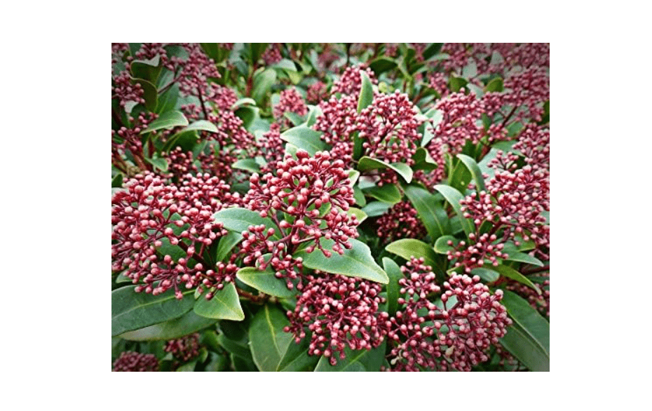 
Home Comforts Plant Berries Nature Skimmia Japonica-20 Inch By 30 Inch Laminated Poster With Bright Colors And Vivid Imagery-Fits Perfectly In Many