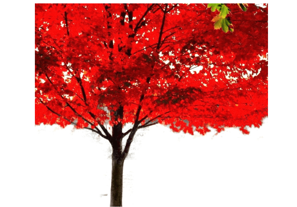  American Red Maple Shade Tree - Live Plant Shipped 3 Feet Tall by DAS Farms (No California)