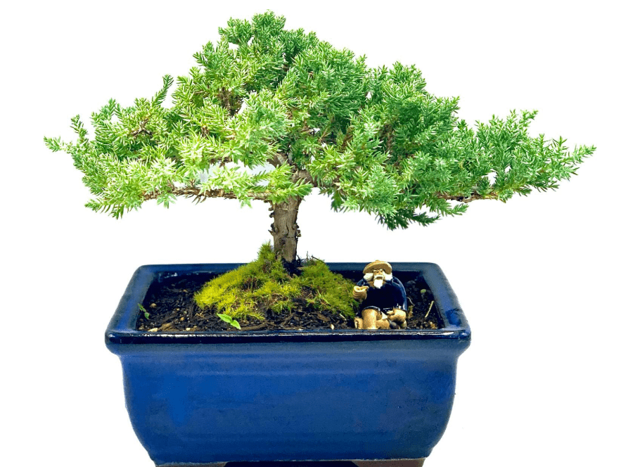 
Live Dwarf Juniper Bonsai Tree 7 Year Old | Juniper or Jade Bonsai Tree | Indoor/Outdoor | 100% Handcrafted| Home and Office Décor | Best Gift for Holiday
