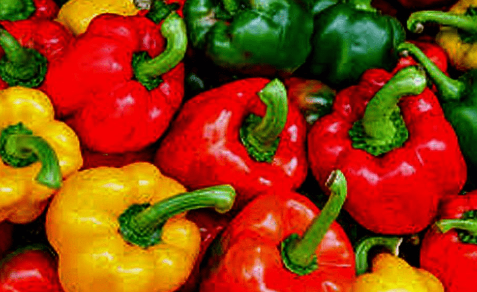 
Bell Pepper, California Wonder Pepper Seeds, Heirloom,100 Seeds, Delicious Large Pepper
