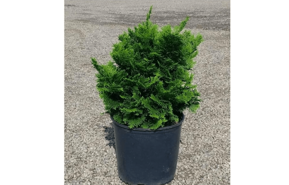 
Dwarf Hinoki Cypress