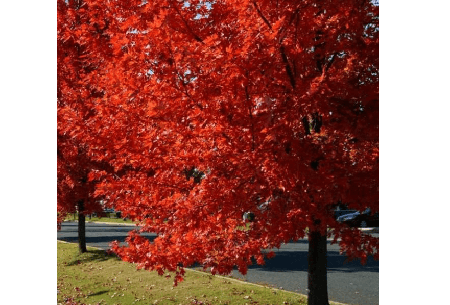  Autumn Blaze Maple Tree - 1 Gallon, Established Roots Potted - Acer x Freemanii, Fast Growing Tree, Fall Colors