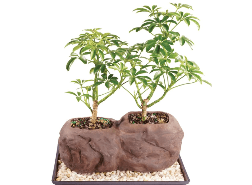 
Brussel's Live Dwarf Hawaiian Umbrella Indoor Bonsai Tree on Double Rock - 3 Years Old; 6" to 10" Tall with Decorative Container, Humidity Tray