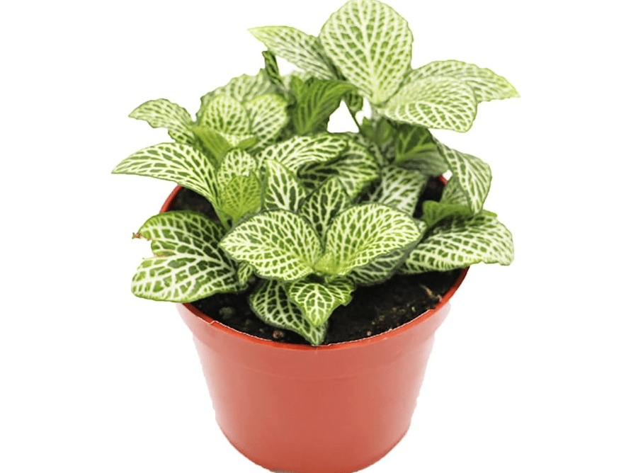 
White Nerve Fittonia - 4" from California Tropicals